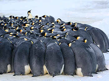 Whichaway Camp: Pinguine schützen sich gemeinsam vor der Kälte