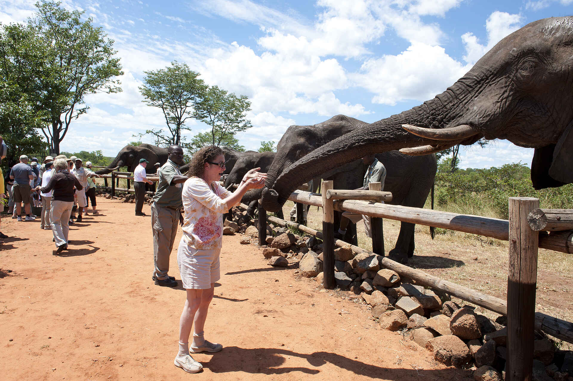Wild Horizons - Elephant Interaction: Fütterung