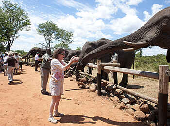 Wild Horizons - Elephant Interaction: Fütterung