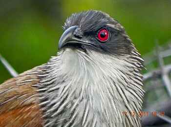 Xakanaxa Camp: Senegal Coucal