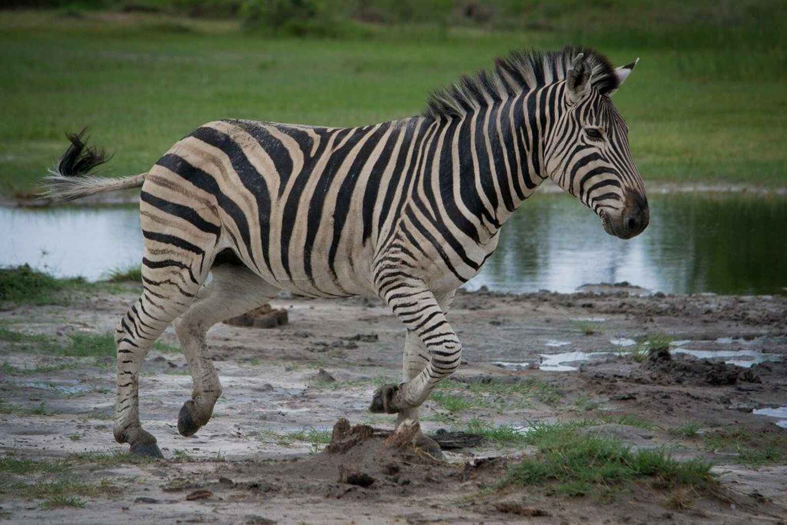 Xakanaxa Camp: Zebra Xakanaxa Camp: Zebra