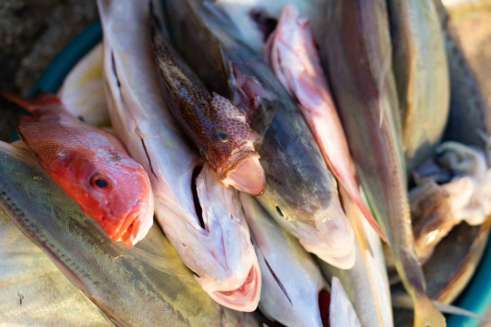 Bahia Mar Boutique Hotel: Frischer Fisch Bahia Mar Boutique Hotel: Frischer Fisch