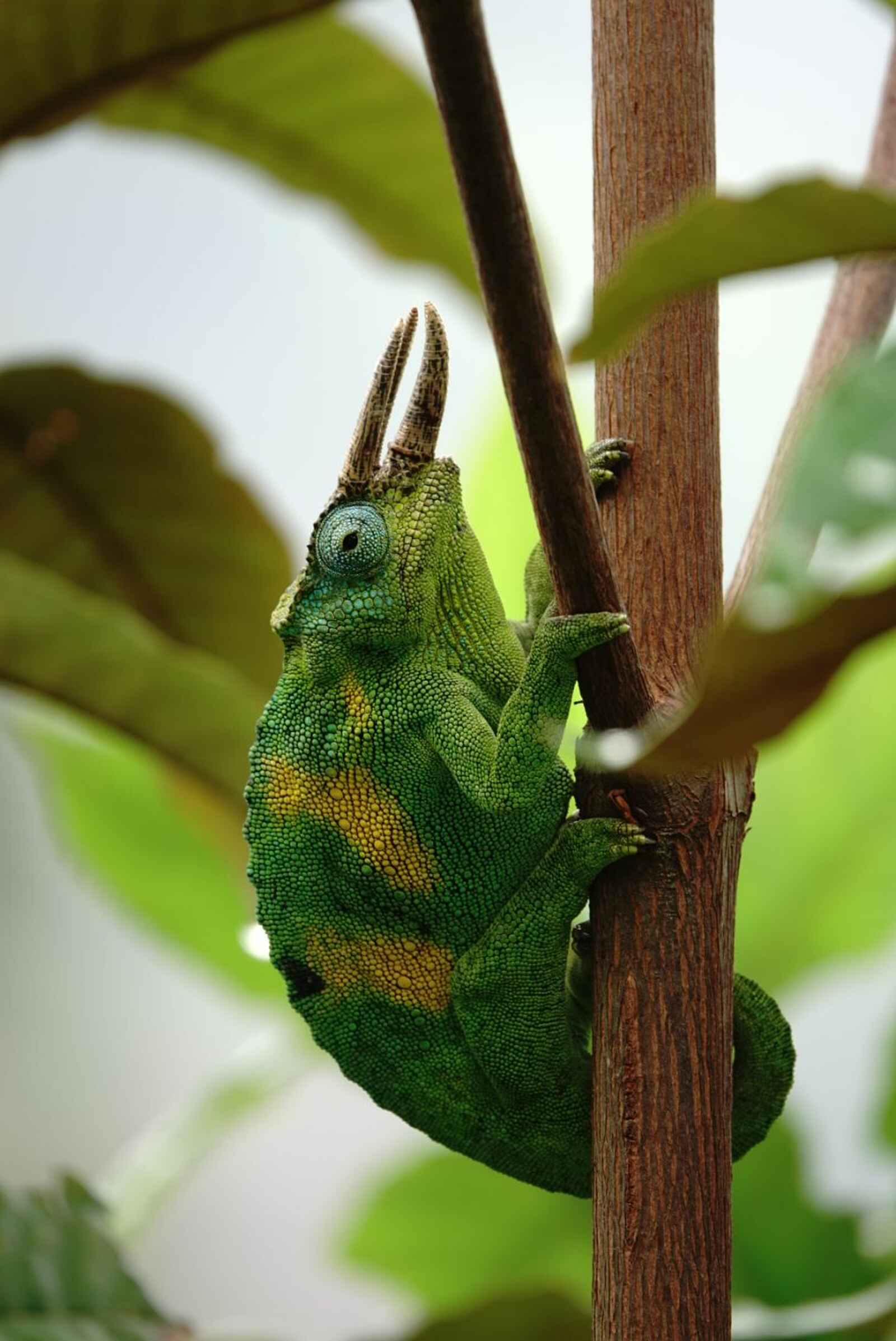 Chamäleon in Bwindi Chamäleon in Bwindi