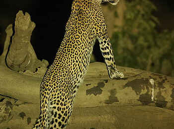 Kavinga Safari Camp: Leopard in der Nacht Kavinga Safari Camp: Leopard in der Nacht