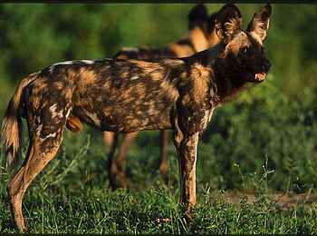 Kavinga Safari Camp: Wildhunde im Gras Kavinga Safari Camp: Wildhunde im Gras