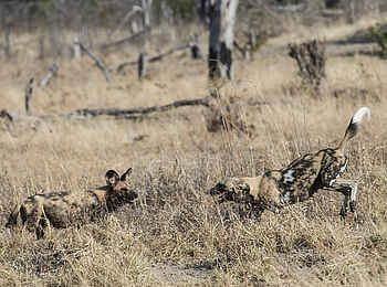 Linyanti Tented Camp: Sozile Interaktion zwischen Wildhunden Linyanti Tented Camp: Sozile Interaktion zwischen Wildhunden