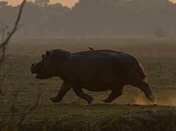 Mapazi Camp: Galoppierendes Nilpferd