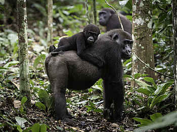 Ngaga Camp: Ein Weibchen mit Jungem