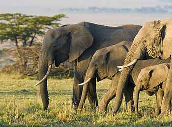 Olare Mara Kempinski: Elefantenherde