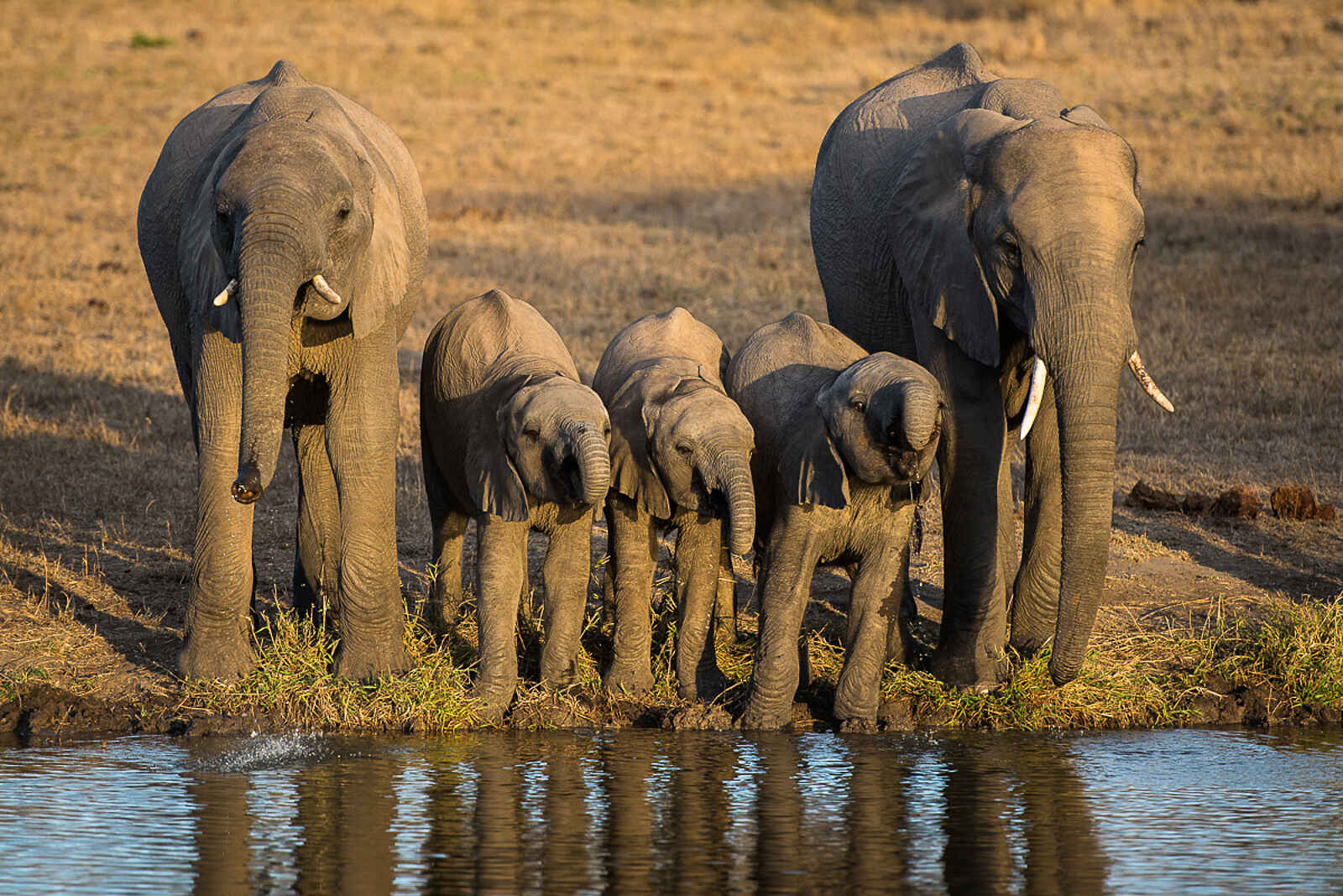 Sabi Sabi Earth Lodge: Elefantenfamilie Sabi Sabi Earth Lodge: Elefantenfamilie