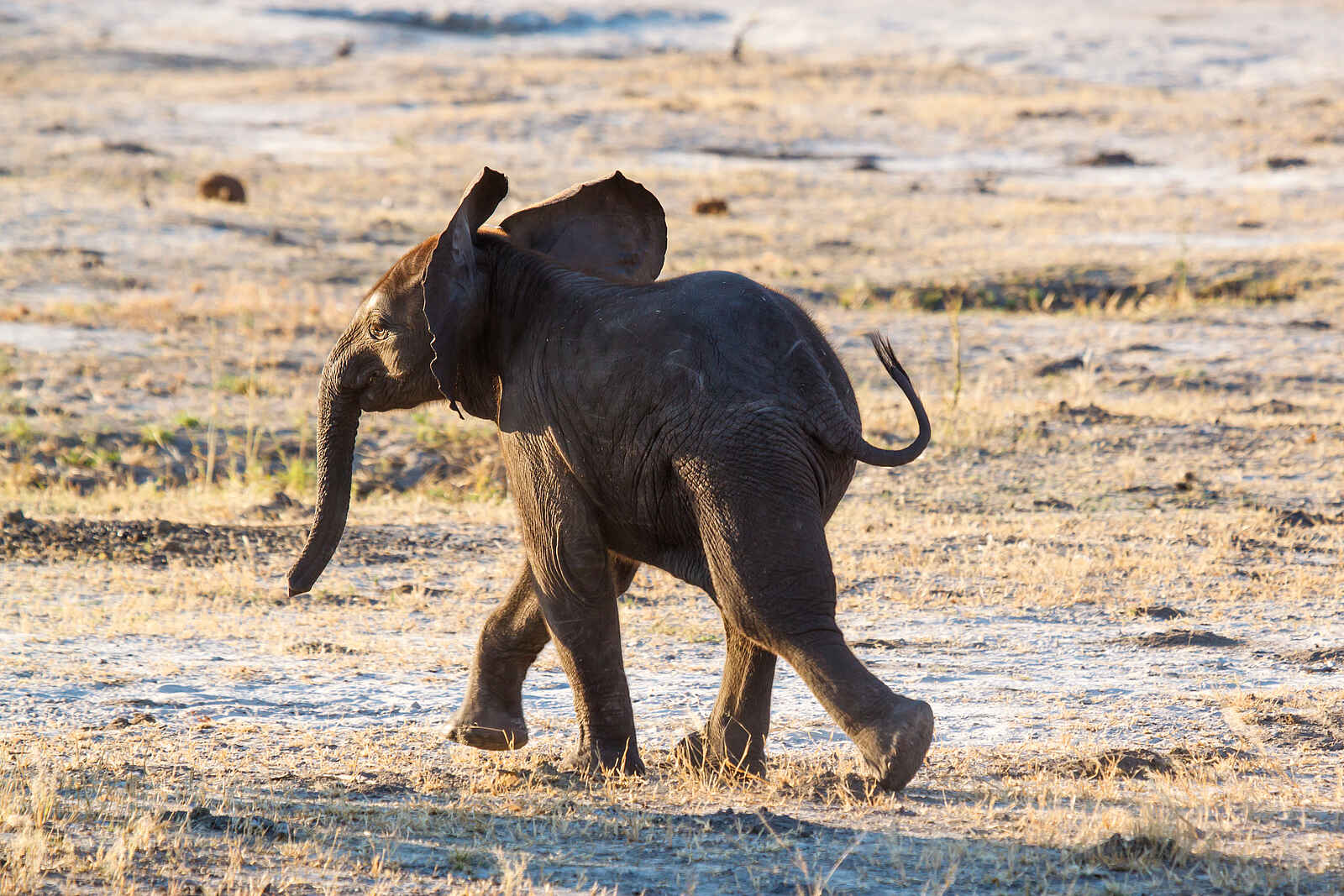 Belmond Savute Elephant Lodge: Kleiner Elefant Belmond Savute Elephant Lodge: Kleiner Elefant