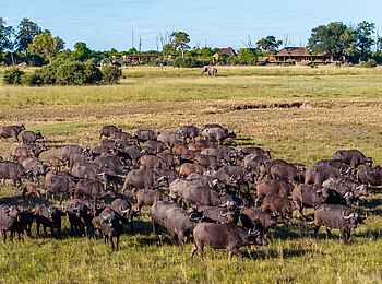 Camp Tawana: Büffelherde vor dem Camp Camp Tawana: Büffelherde vor dem Camp