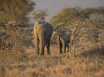 Charlie Serengeti Safari Camp: Elefanten