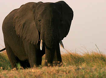 Chobe Safari Lodge: Elefantenbulle Chobe Safari Lodge: Elefantenbulle