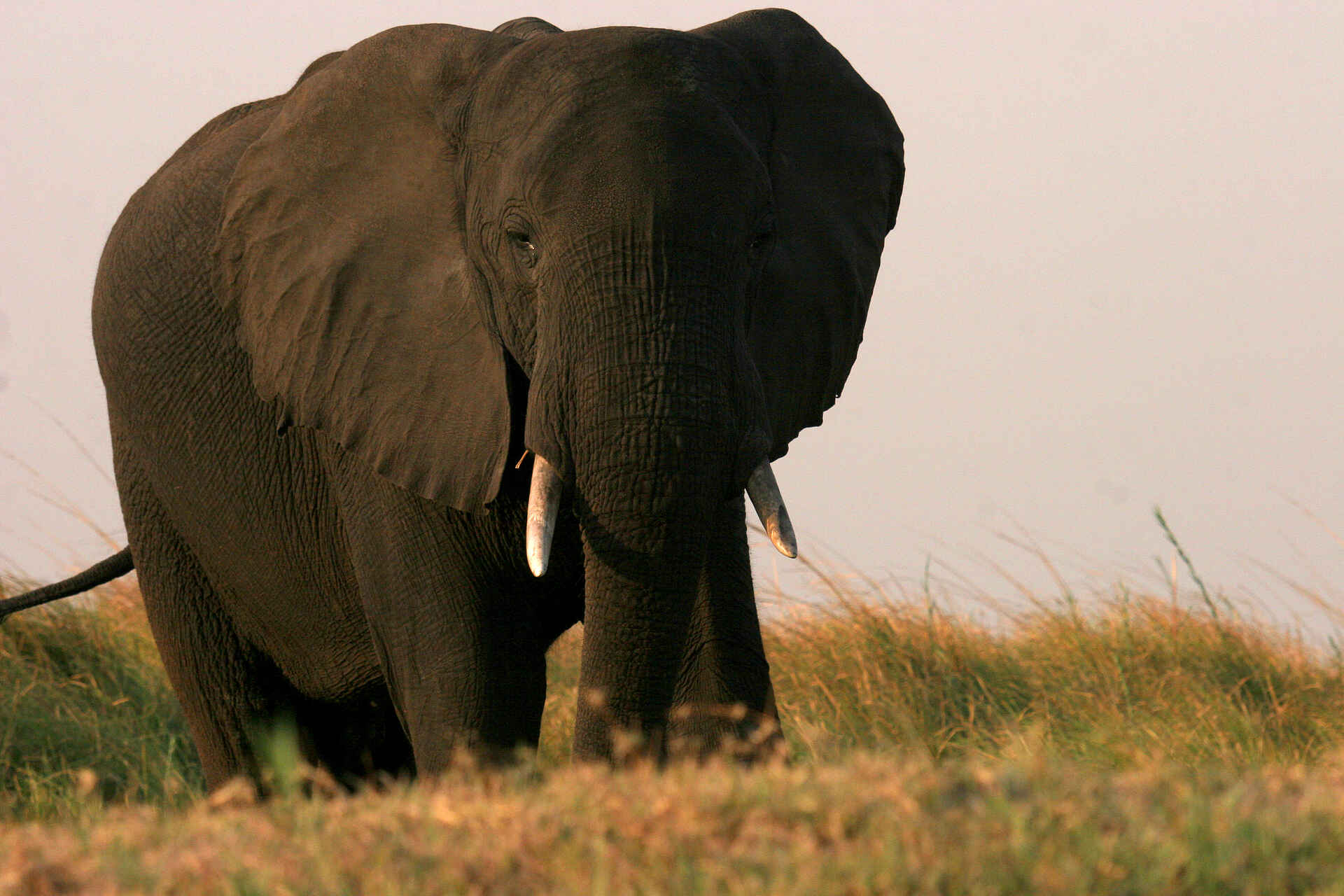 Chobe Safari Lodge: Elefantenbulle