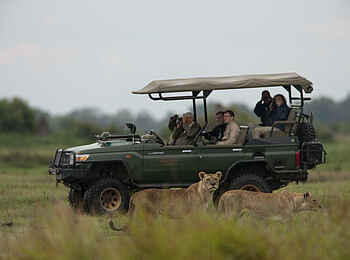 Duba Plains Camp: Zwei Löwinnen