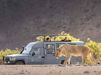 Hoanib Skeleton Coast Camp: Löwin