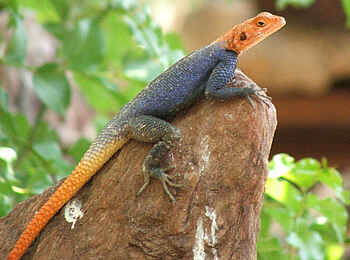 Hobatere Lodge: Siedleragame Hobatere Lodge: Siedleragame