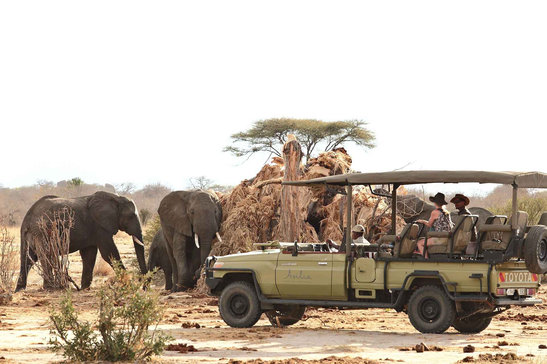 Jabali Ridge Camp: Pirschfahrt