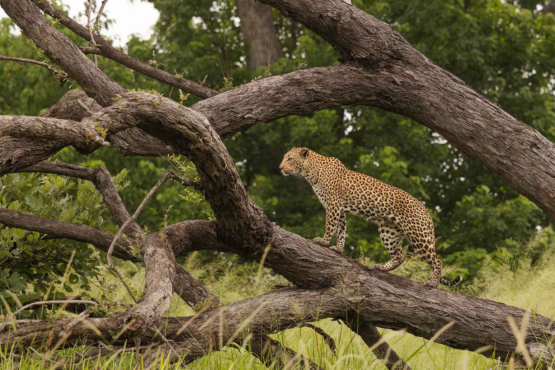Kanana-Nyana-Camp: Leopard