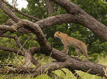 Kanana-Nyana-Camp: Leopard