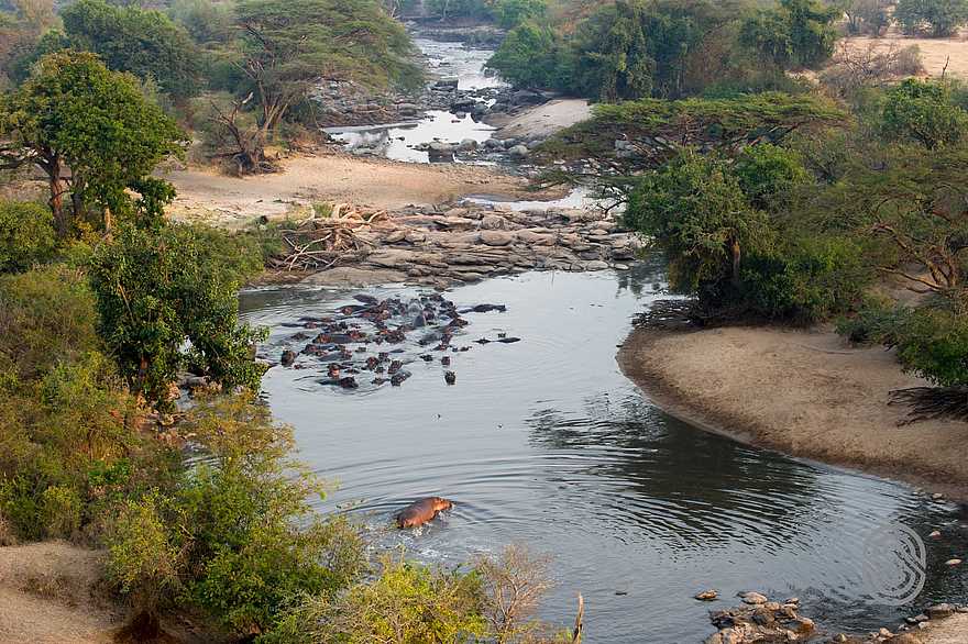 Kirawira Serena Camp: Nilpferd Kirawira Serena Camp: Nilpferd