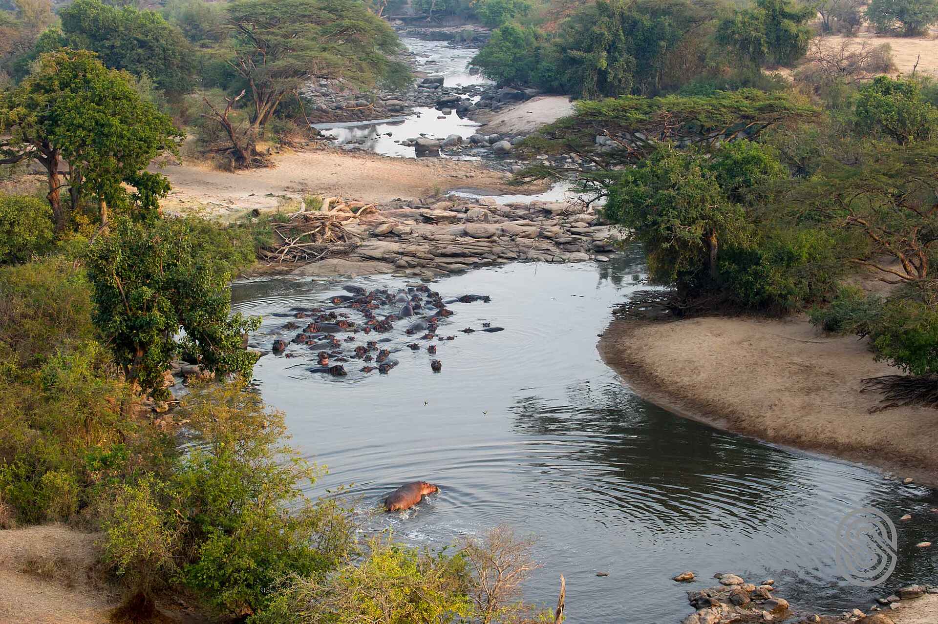 Kirawira Serena Camp: Nilpferd