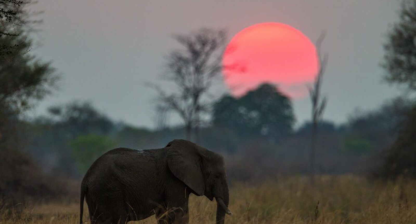 Luambe Camp: Ein afrikanischer Steppenelefant vor der untergehenden Sonne Luambe Camp: Ein afrikanischer Steppenelefant vor der untergehenden Sonne