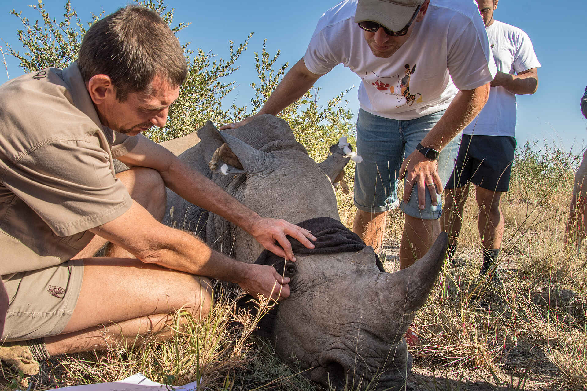 Madikwe Safari Lodge Dithaba: Beitrag zum Schutz der Nashorner