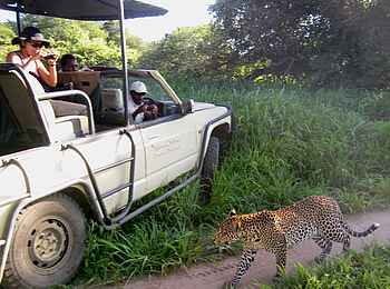Mdonya Old River Camp: Leopard