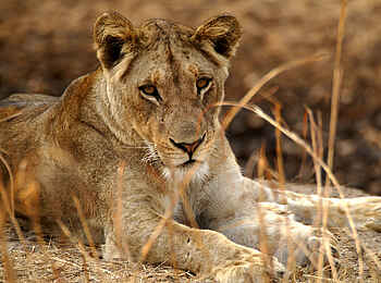 Mukambi Fig Tree Bush Camp: Eine Löwin betrachtet ihre Umgebung