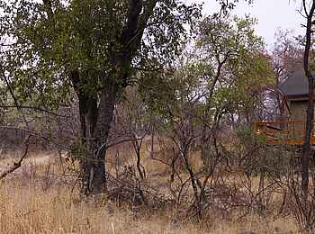 Mushara Outpost: Gästezelt im Busch