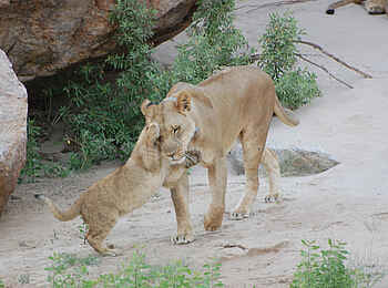 Okahirongo Elephant Lodge: Löwenkind spielt mit seiner Mutter Okahirongo Elephant Lodge: Löwenkind spielt mit seiner Mutter