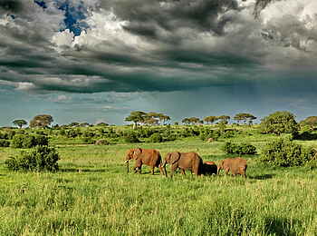 Oliver's Camp: Elefantengruppe Oliver's Camp: Elefantengruppe