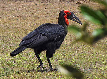 Selous Impala Camp: Nashornvogel