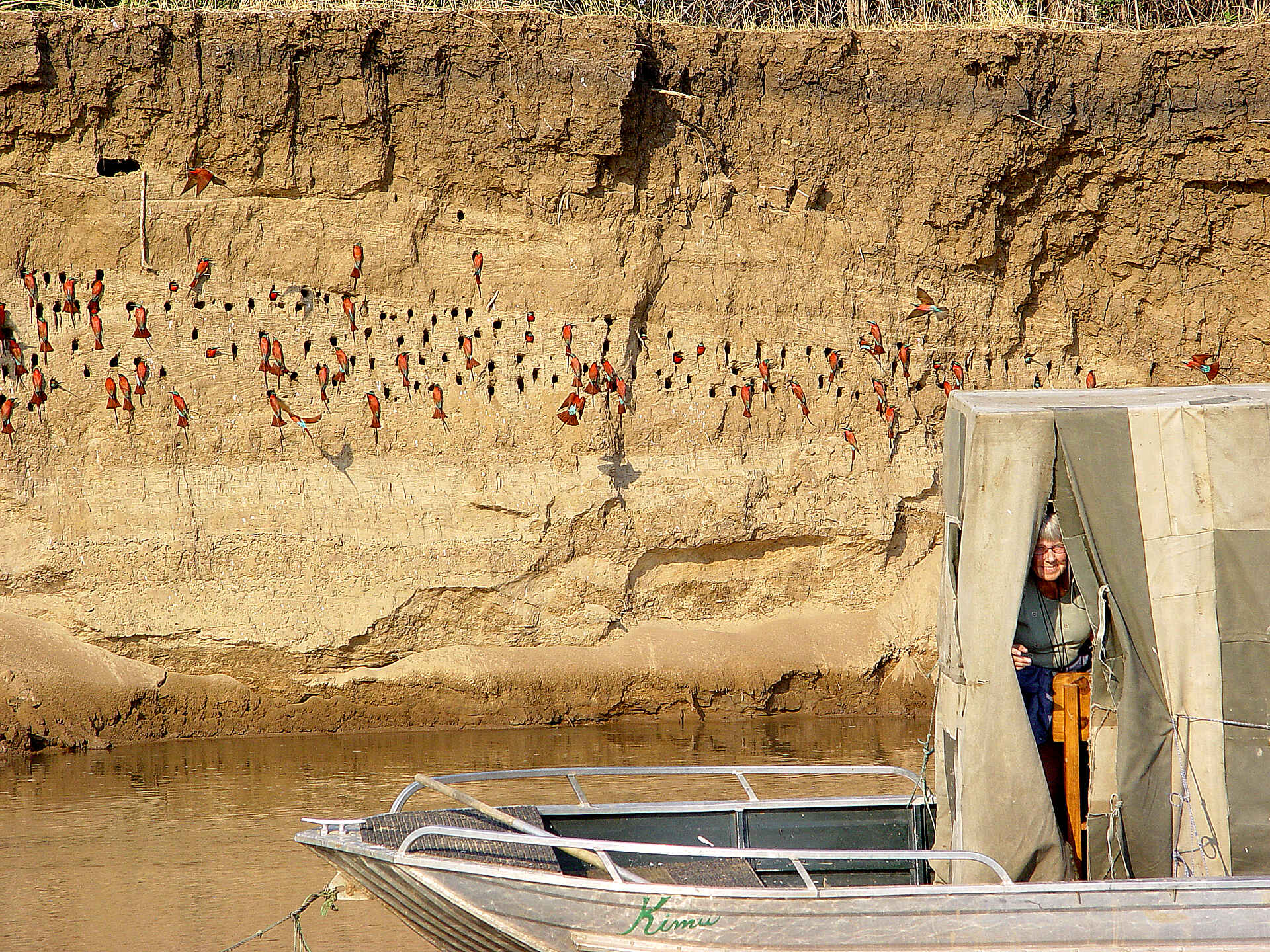 Shenton Carmine Bee Eater Hide: Nistwand Shenton Carmine Bee Eater Hide: Nistwand