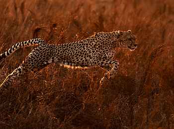 Soroi Cheetah Tented Camp: Gepard im Sprung