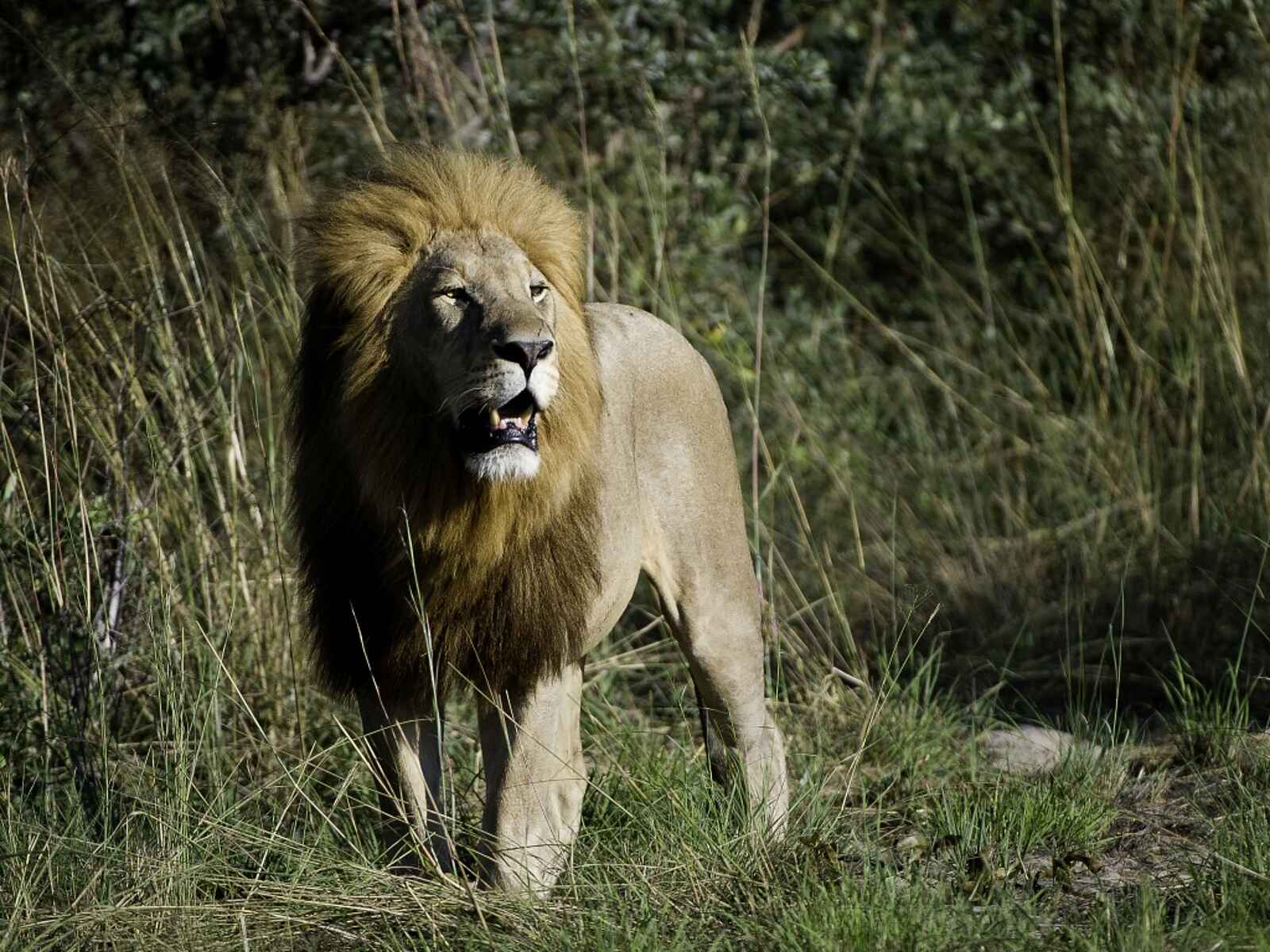 Tubu Tree: Männlicher Löwe Tubu Tree: Männlicher Löwe