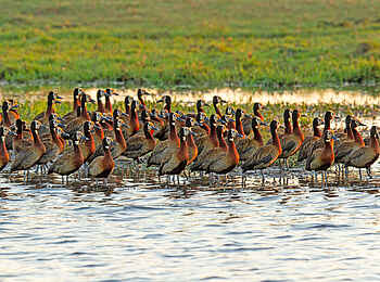 Chobe Savanna Lodge: Witwenpfeifgänse
