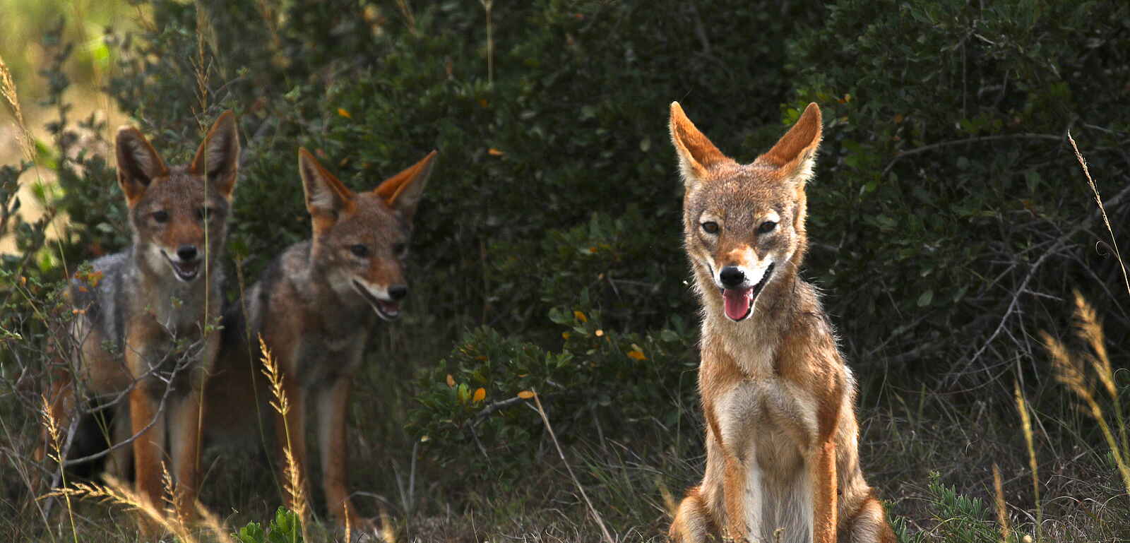 Founders Lodge by Mantis: Schakale Founders Lodge by Mantis: Schakale