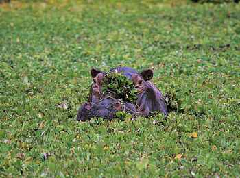 Kanga Expeditions: Nilpferd