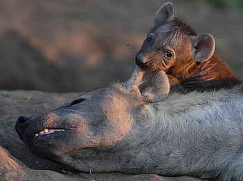 Mashatu Game Reserve: Hyäne mit Welpe