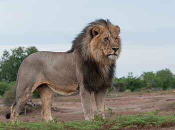 Mashatu Game Reserve: Männlicher Löwe