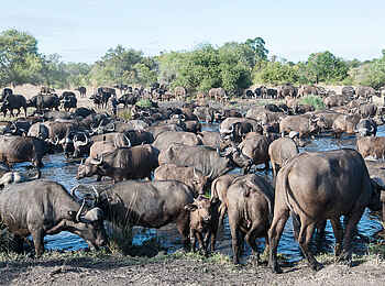 Sabi Sabi Little Bush Camp: Freibadsaison