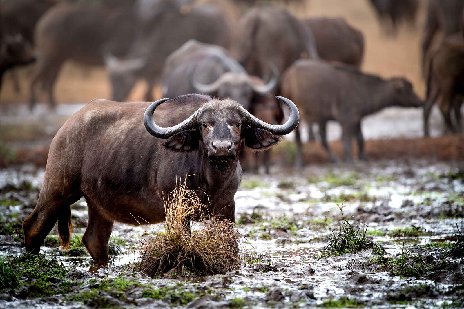 Singita Pamushana Lodge: Büffelherde Singita Pamushana Lodge: Büffelherde