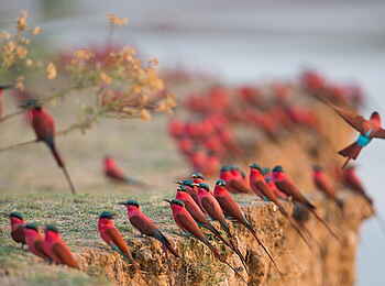 Time + Tide Chinzombo: Farbenfrohe Bienenfresser