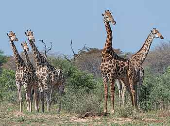 Verney's Camp: Giraffengruppe