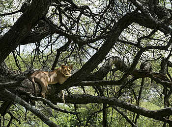 andBeyond Lake Manyara Tree Lodge: Ein Löwe auf einem Baum