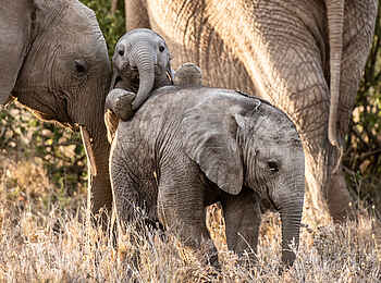 Borana Lodge: Verspielte Elefanten Borana Lodge: Verspielte Elefanten
