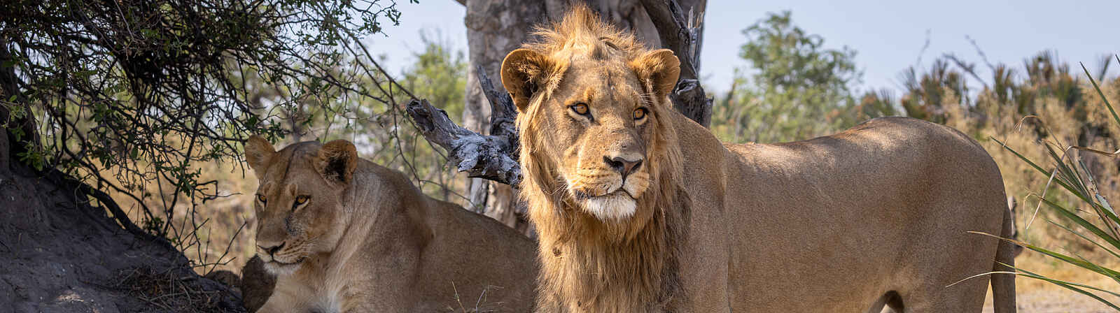 Camp Tawana: Löwen Camp Tawana: Löwen